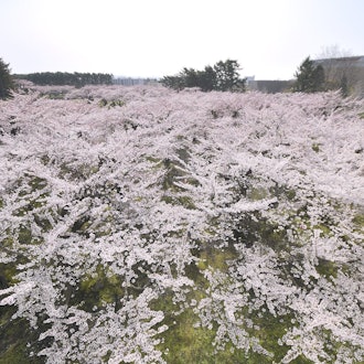 [Image2]Yesterday, on the 4/20th, the cherry blossoms in Goryokaku (Donan) in Hokkaido were 👏 in full bloomT