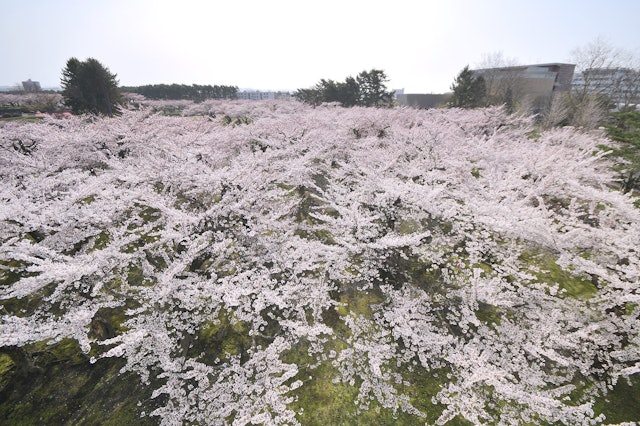 [画像2]昨日、4/20日、北海道五稜郭(道南)の桜が満開でした 👏今年の桜は去年より1週間以上早く、満開の桜を見て道を変えます。土用で見られる桜の名所には、中島公園、北海道神宮、円山公園などがあります。旅行を