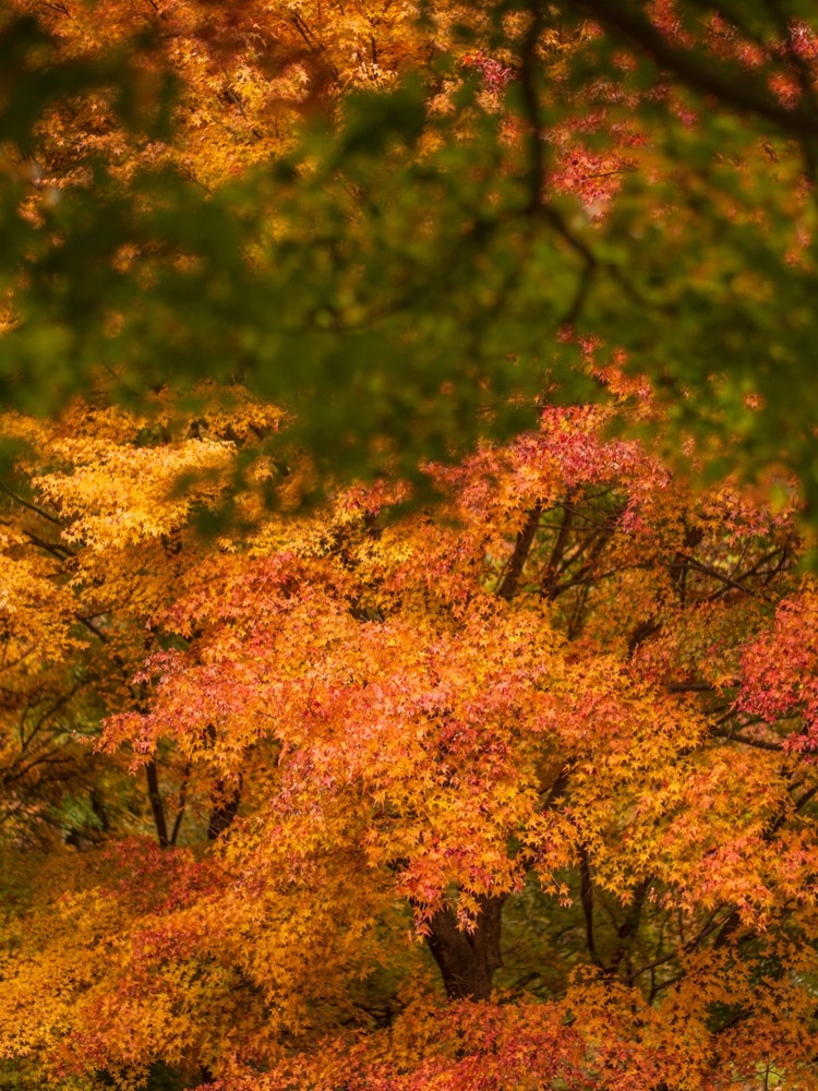 [相片1]在长野县的一个地方拍摄的红叶。