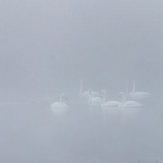 [Image2]Dreams continue...Fantastic foggy morning　It's like you're still in a dreamSwans of the Tokachi Rive