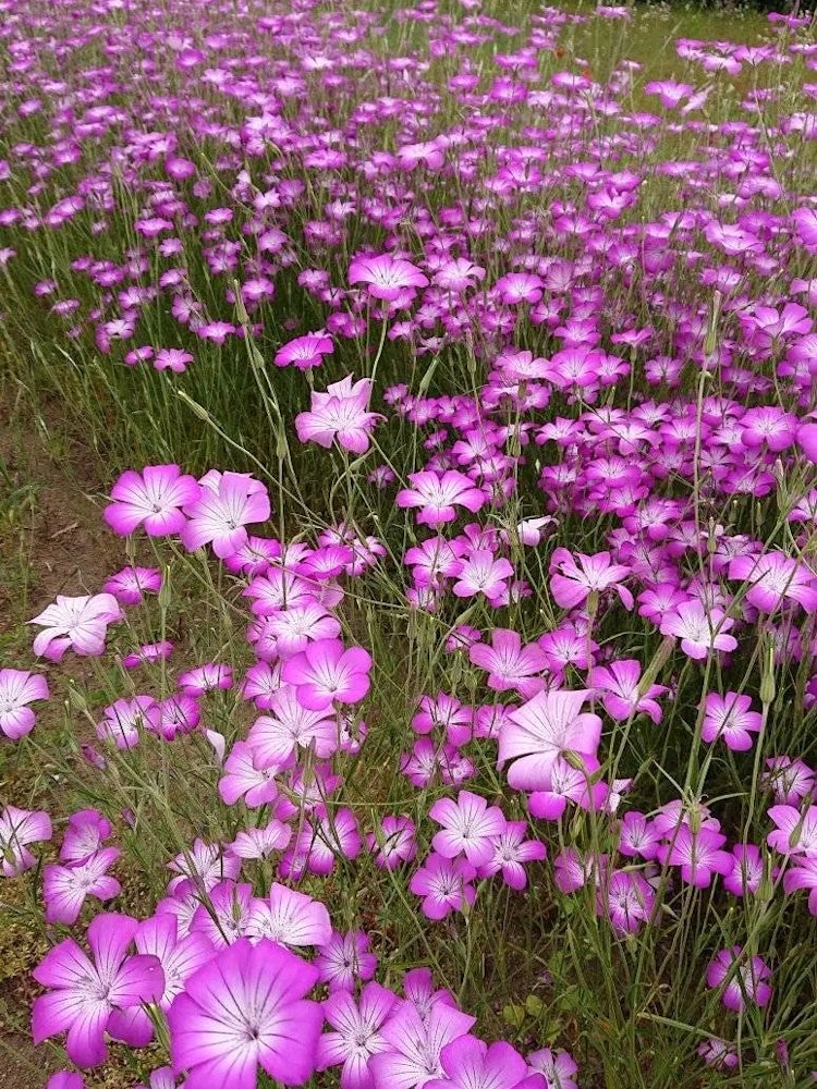 [Image1]This is American dianthus I found it by chance when I was walking Ranzan Saitama Prefecture.