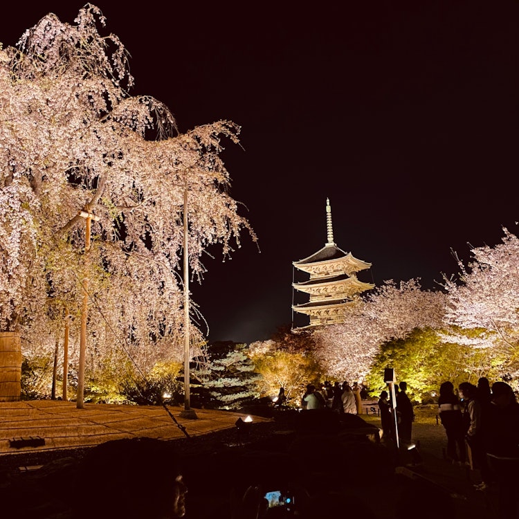 [画像1]京都市東寺での写真。夜桜(柳桜)と五重塔のコラボ写真。観光客でごった返していた。人生で一度は見ておきたい景色。