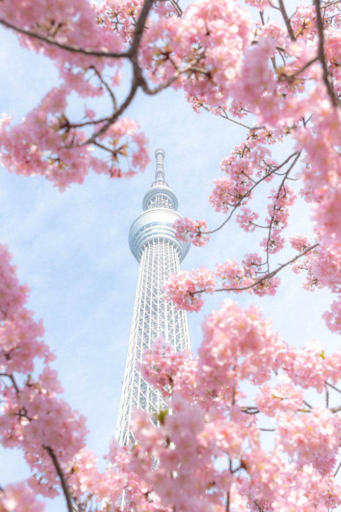 [이미지1]벚꽃에 싸인 스카이 트리🌸도쿄에 있는 일본을 대표하는 전파탑 '도쿄 스카이 트리'입니다바로 아래에서 자라는 벚꽃과 얽혀 📸나무가 몇 그루 밖에 없기 때문에 😅 사람들로 붐빕니다보기