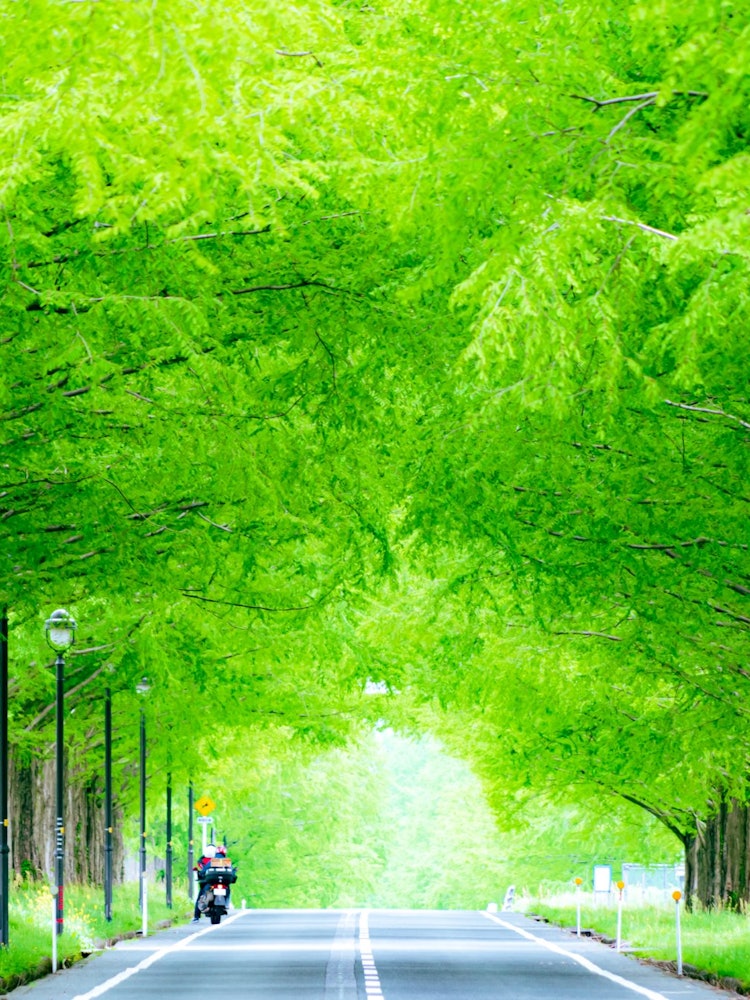 [Image1]I took this photo on GW in May at Metasequoia Avenue in Shiga Prefecture. May was the time of fresh 