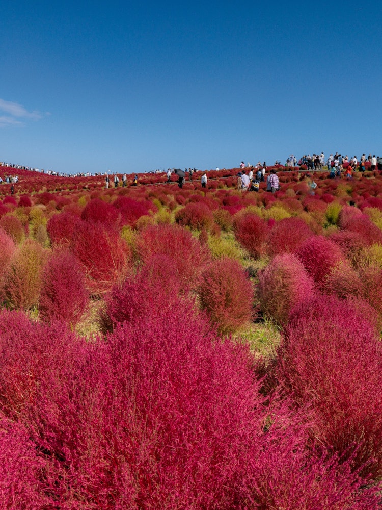 [相片1]日立海濱公園的秋色它現在吸引了全世界的關注。日立海濱公園的鮮花美景迎接秋天的紅掃帚菜今天也有很多外國人來了。