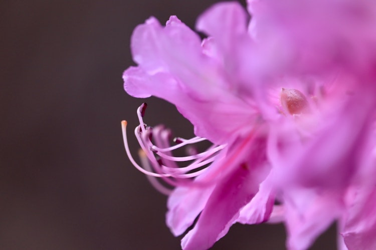 [相片1]來自東海地區。 是神社吐杜鵑花。粉紅色的花朵非常漂亮。