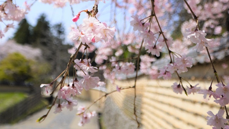 [画像1]奈良県二月堂の土塀に囲まれた美しい石畳。 桜が静寂な世界へ誘ってくれます。