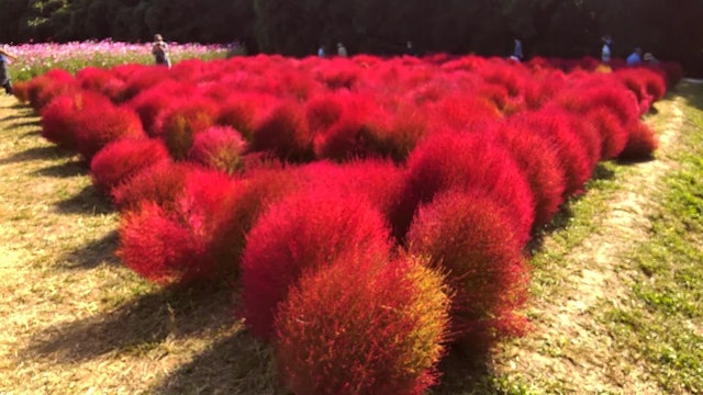 [画像1]万博記念公園 / 大阪大きなお花畑には、この写真にもあるコキアやコスモスから、少し珍しいアカソバのお花まで色んなお花が咲き誇っていました！ とても綺麗でしたし、お花畑以外にも綺麗で広大な広場でソフトク