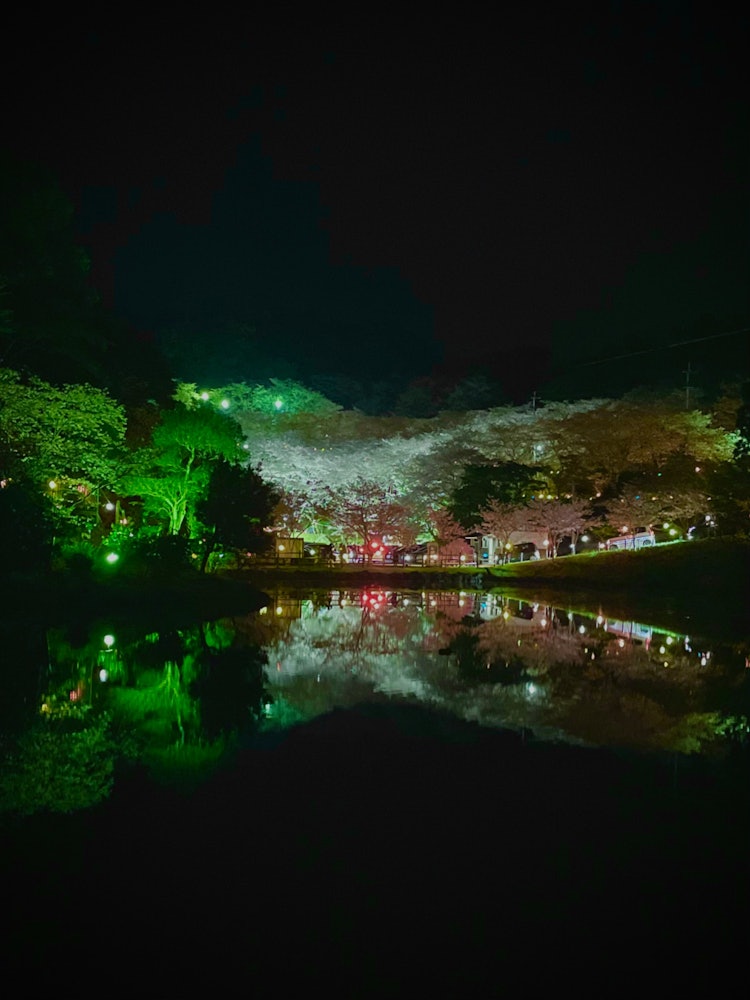 [Image1]Night cherry blossoms 🤗 in KannongaikeIlluminated cherry blossoms 🥰 in the Kannongaike Citizens' For