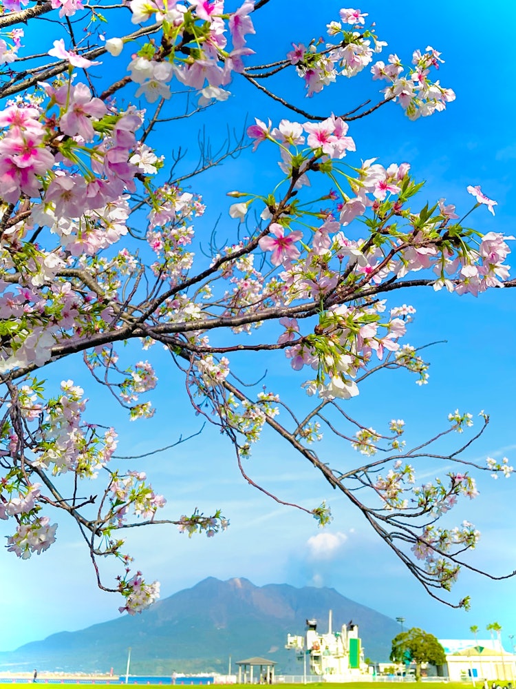 [相片1]鹿儿岛本港海滨公园的樱花和樱岛 🤗3月下旬，我在通勤路线上绕📱了一小段路。以活火山🥰樱岛为背景的樱花非常美丽。