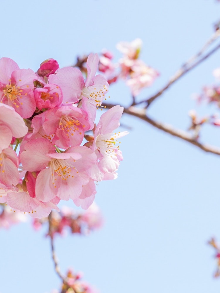 [Image1]Kawazu cherry blossoms.