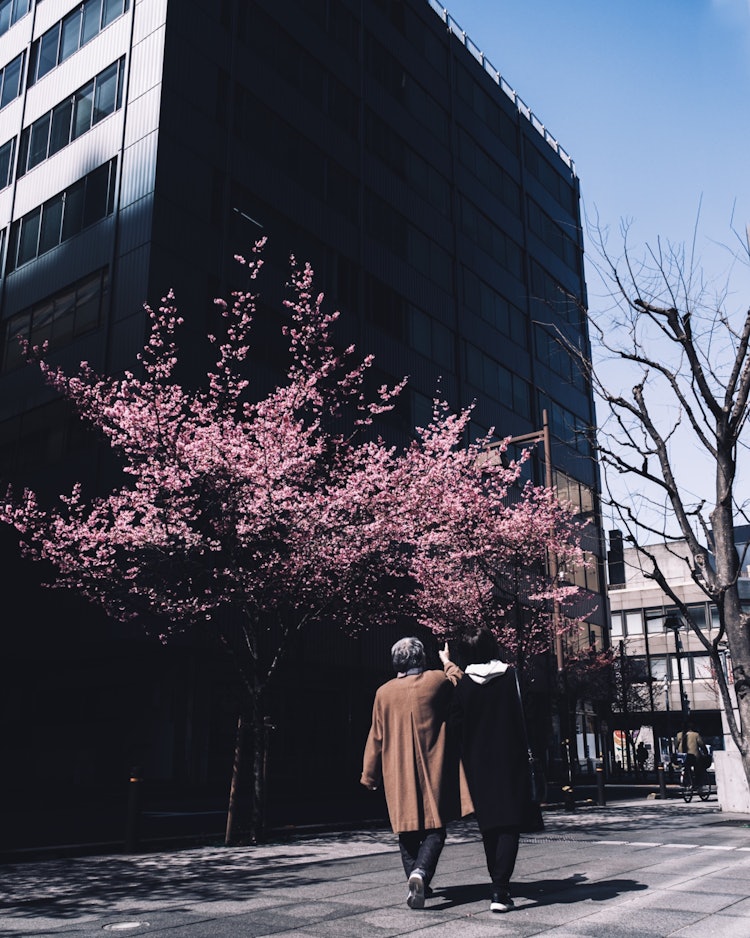 [相片1]我一大早就起床去拍早开的冈菜樱花。 由于是早上，人不多，所以我可以安静地散步。 与此同时，这是两名女性也在散步的照片之一。 两人一边指着樱花一边散步，一边聊天，我觉得那是一个很温暖的春天。