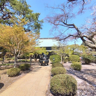 [Image2]It is a Gotokuji temple in Setagaya Ward. In spring, cherry blossoms are blooming. Since Gotokuji Te