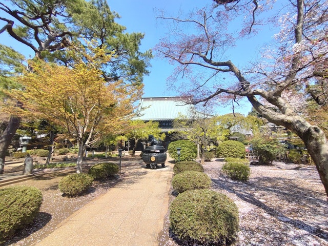 [画像2]世田谷区にある豪徳寺です。 春になると桜が咲いています。 豪徳寺は、招き猫発祥の地であるため、社務所には招福猫児(招き猫)が売られています。Gotokuji Temple in Setagaya Wa