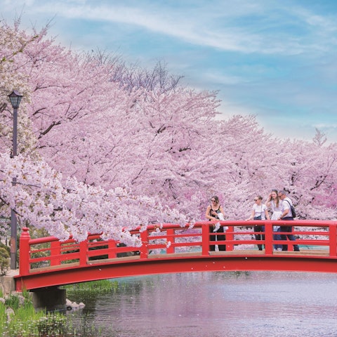 [Image1]Ladies and gentlemen~HelloCherry blossoms have begun to bloom in many places.The cherry blossoms in 