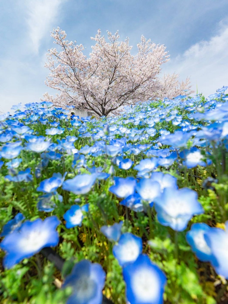 [相片1]一望无际的嗜线虫场这是东京一个叫Toneri公园的地方。最近，nemophila领域已经出名，挤满了很多人。樱花和郁金香等时令花卉也值得一游 😊