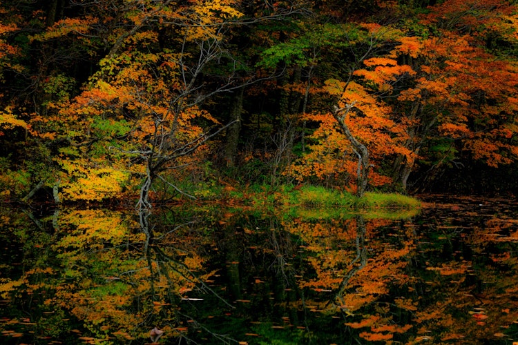[画像1]青森県蔦温泉近くの蔦沼の紅葉風景です。 毎年見事な紅葉を見せてくれるスポットです。 日の出の時間になると朝日が斜めに差し込み、紅葉をみごとに真っ赤に染め上げます。 この時間帯は毎年多くの観光客やカメラ