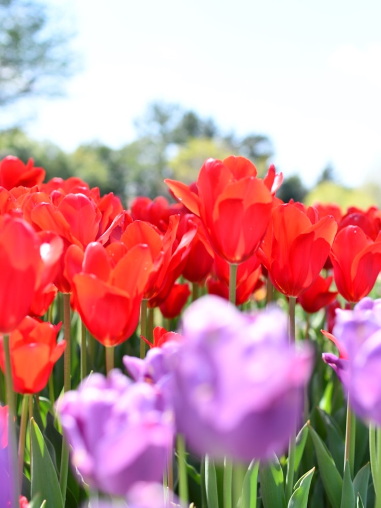 [Image1]Tulips 🌷 in Kiso Mikawa Park