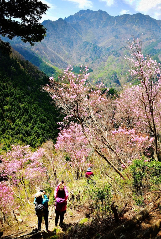 [相片1]地点：爱媛县西条市石津山登山者欣赏盛开的杜鹃花
