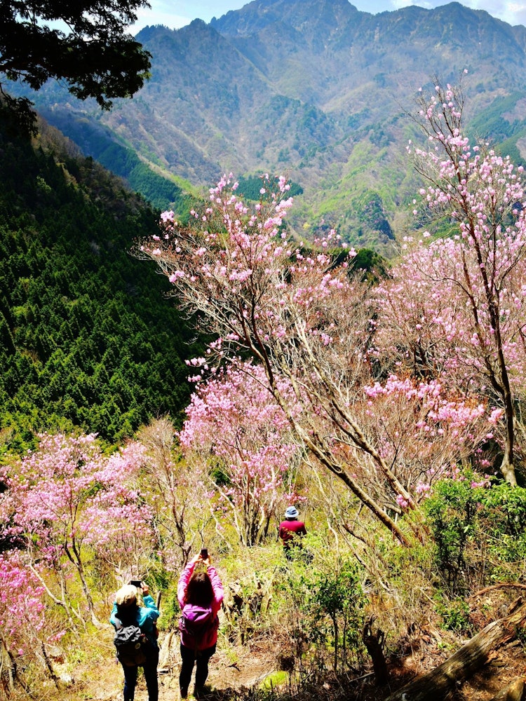 [Image1]Location: Mt. Ishizuchi in Saijo City, Ehime PrefectureClimbers enjoying the azaleas in full bloom