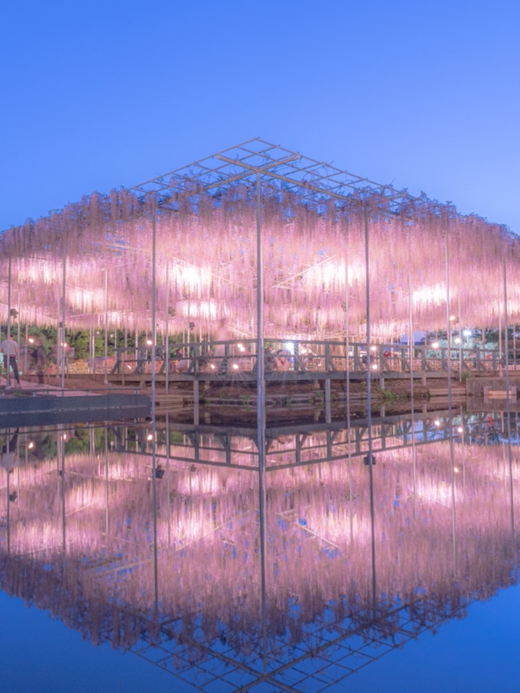 [Image1]Location: Ashikaga Flower ParkThe reflection was beautiful!Demons will also fall in love with