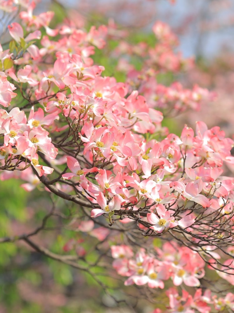 [画像1]お庭の花水木満開の桜からバトンタッチ青空とのコントラスお庭に美しい彩りの景色を魅せてくれています。大好きなハナミズキ2021/4/1撮影