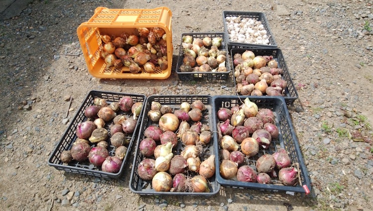 [Image1]Sunday, May 28, fine weather. Harvested onions in the kitchen garden. red onion are also included. D