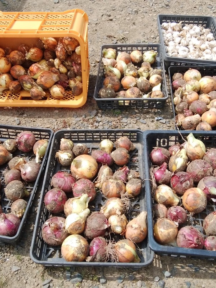 [Image1]Sunday, May 28, fine weather. Harvested onions in the kitchen garden. red onion are also included. D