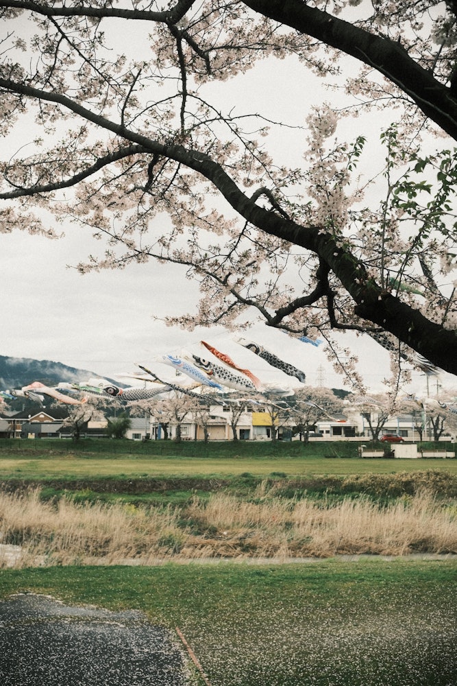 [相片1]我在岐阜市樽井町的愛川海濱公園拍了一張櫻花的照片。有一條鯉魚飄帶和一條河流，這是一個很好的組合，所以我用了富士膠片類比中的經典底片來製作一張大氣的照片。