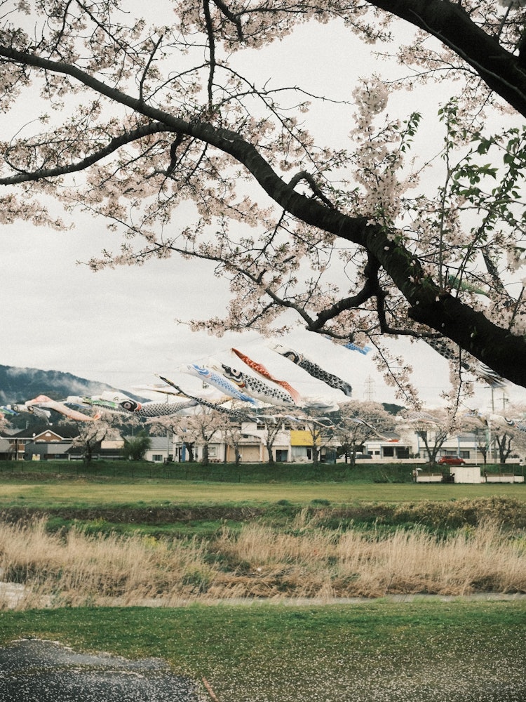 [画像1]岐阜の垂井町相川水辺公園の桜を撮りました。鯉のぼりと川があり良い組み合わせだったのでフジのフィルムシュミレーションのクラシックネガを使って雰囲気のある写真にしました。