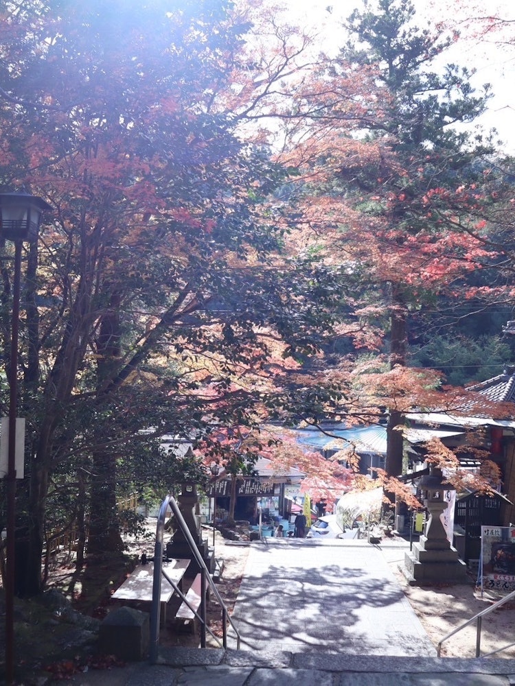 [Image1]Kagawa Prefecture Autumn foliage 🍁 at Okuboji TempleThe udon noodles I ate at a nearby udon shop wer