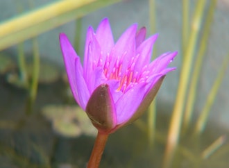 [Image2]Water lily.It is trying hard from the morning to bloom.