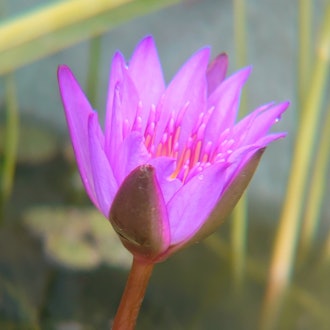 [Image2]Water lily.It is trying hard from the morning to bloom.