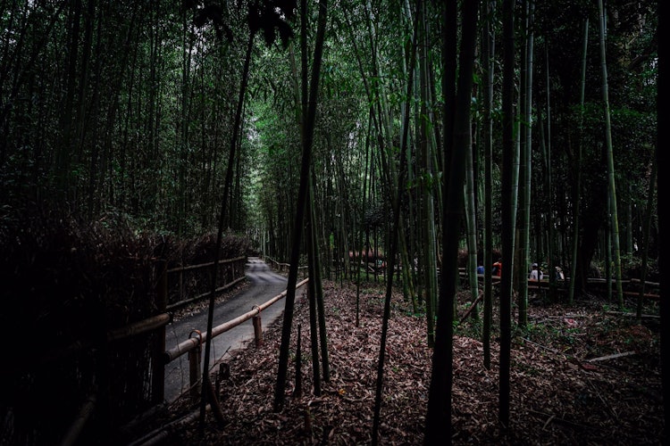 [이미지1]교토 아라시야마 대나무 숲