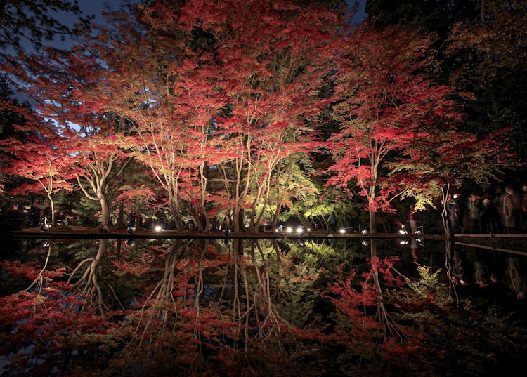 [相片1]宗木公園， 岐阜點亮秋葉水面變成一面鏡子和絕佳的景色 ✨