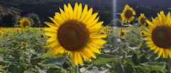 [Image2]The sunflower field in Ashitoku, Tatsugo Town, Oshima County, every summer, the sunflower field bloo