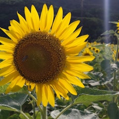 [Image2]The sunflower field in Ashitoku, Tatsugo Town, Oshima County, every summer, the sunflower field bloo