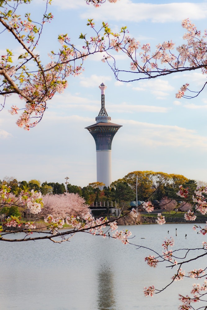 [相片1]它是大阪的鹤见绿地公园。我拍摄了樱花，使它们看起来像一个框架。
