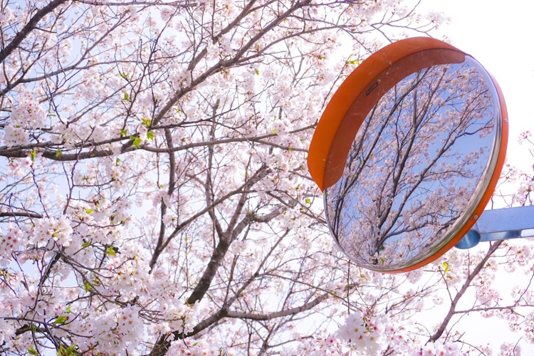 [相片1]透过曲面镜盛开的樱花 🌸盛开后不久...3/29 镜川河床