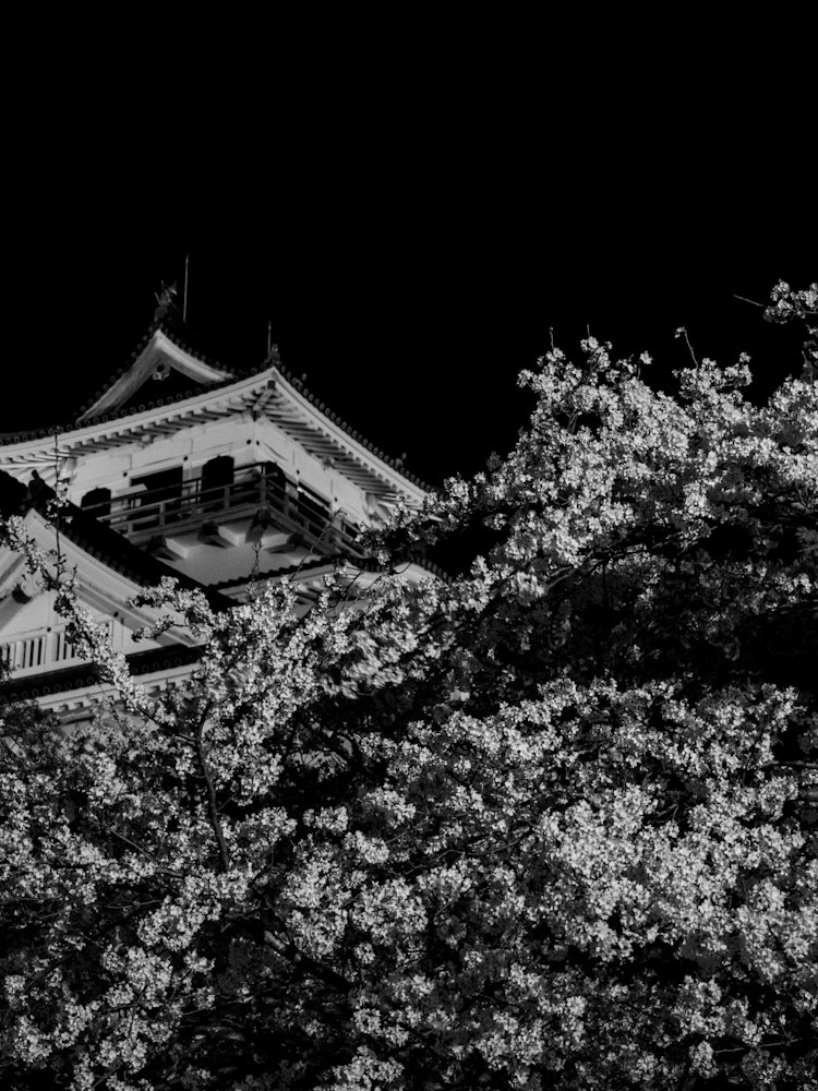 [Image1]Nagahama City, Shiga Prefecture Nagahama Castle History Museum Castle tower and cherry blossomsI hop