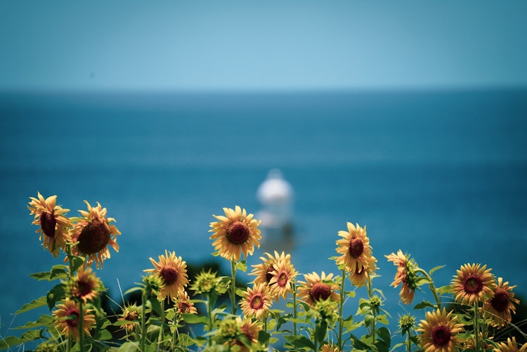 [相片1]看🌻向日葵这是我第一个去的地方，但这是一个☺️美妙的地方，你可以看到向日葵、大海、天空和远处的灯塔。