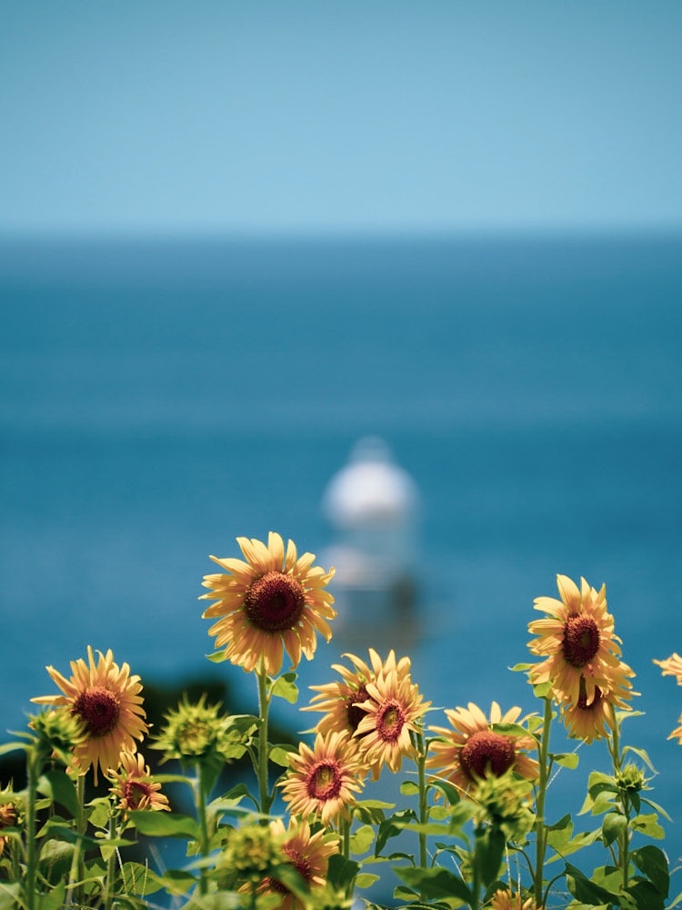 [画像1]向日葵を見に🌻初めて行く場所でしたが、向日葵と海と空、遠くに灯台が見える素敵な場所でした☺️