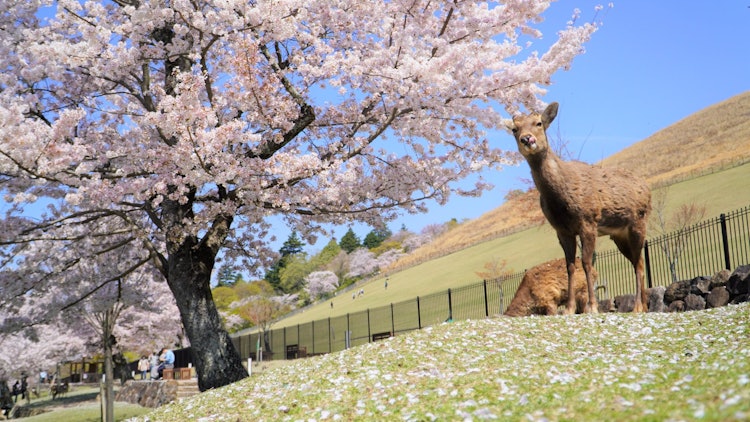 [画像1]奈良公園若草山前の桜。 シカがポーズをとってくれます！