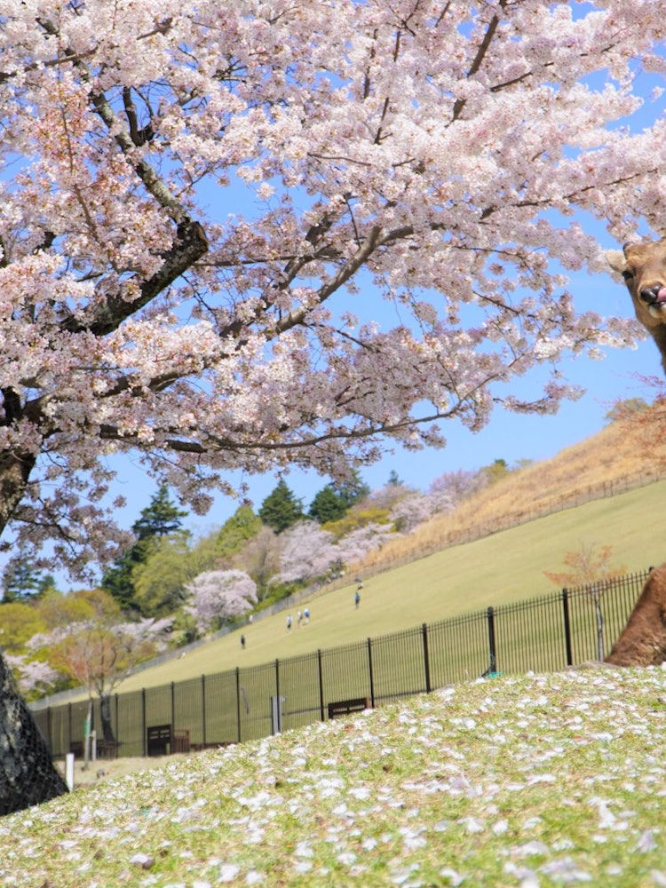 [Image1]Cherry blossoms in front of Mt. Wakakusa in Nara Park. The deer will pose for you!