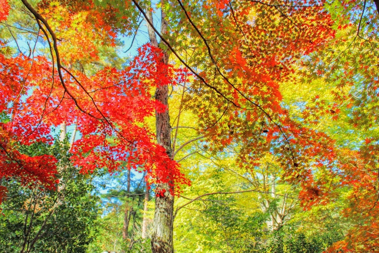 [Image1]Autumn leaves like Canada