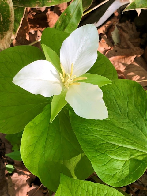 [Image1]While cycling around the ecology park, I saw clusters of Trillium camschatcense.It is a flower that 