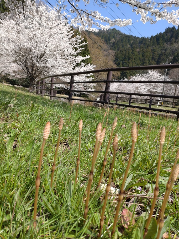 [相片1]馬尾+櫻♪花→2個春天