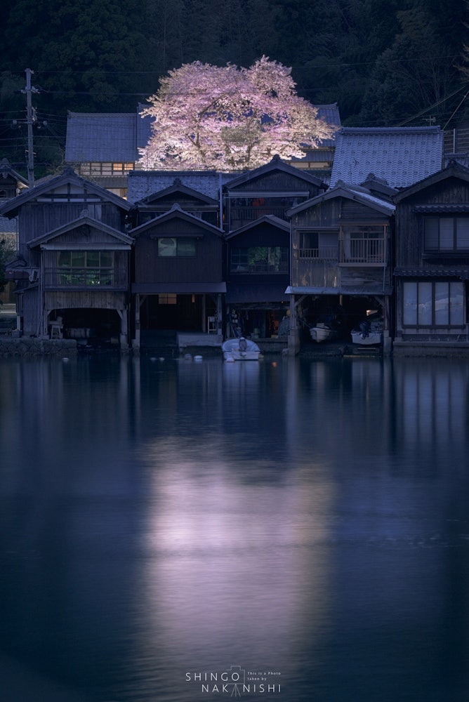 [相片1]京都府與佐區伊根町。開藏寺的櫻花。它綻放，彷彿守護著船庫，在晚上被照亮。