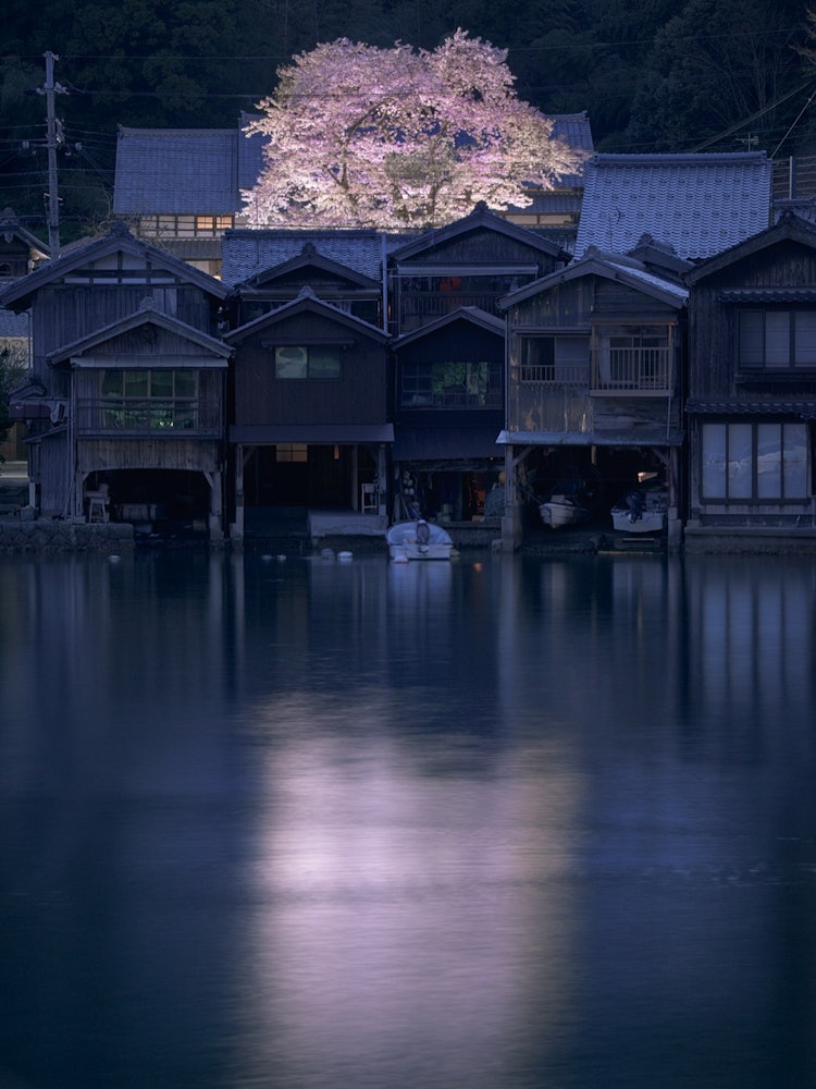 [Image1]Ine Town, Yosa District, Kyoto Prefecture.Cherry blossoms at Kaizoji Temple.It blooms as if watching