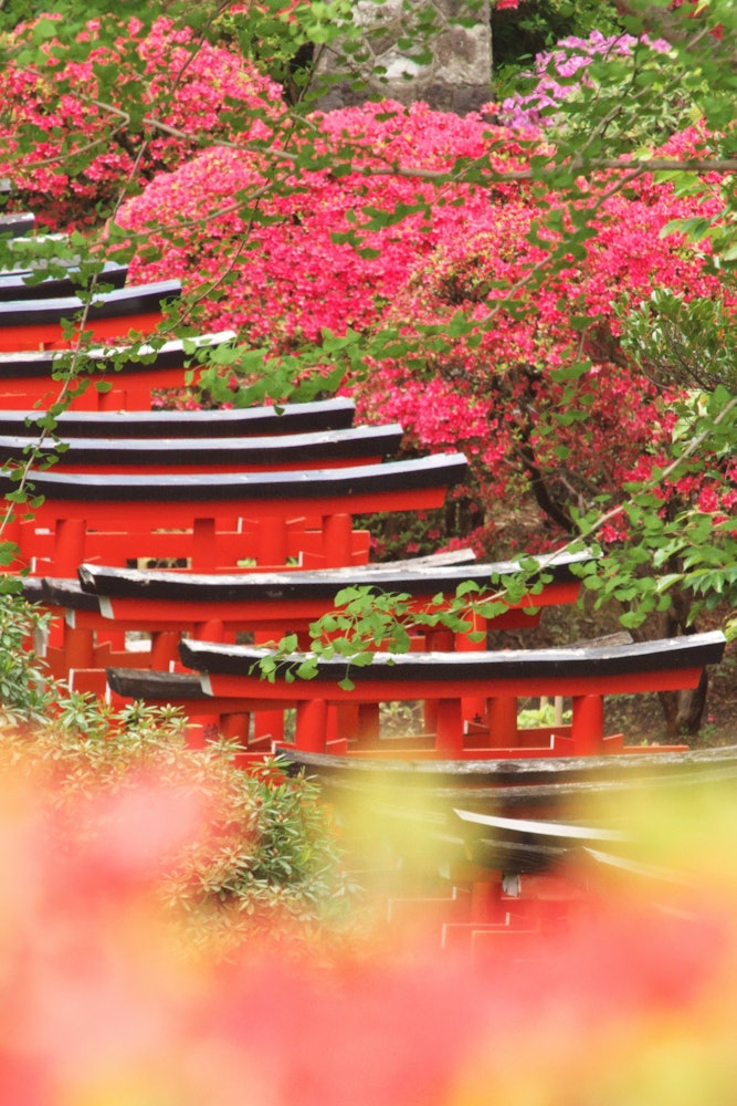 [相片1]杜鵑花和千本鳥居根津神社的杜鵑花和鳥居之間的比賽。 我很欣賞這種美麗。 年度回憶